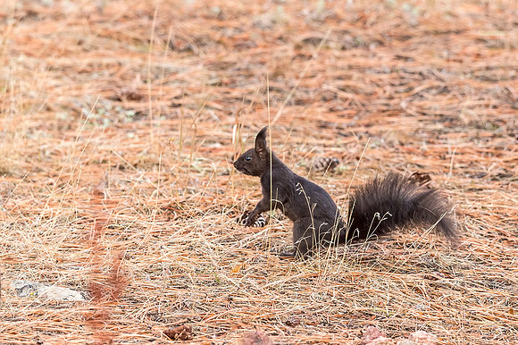 Aberts_squirrel_RMNP_2018_14