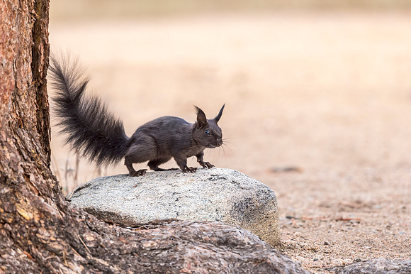Aberts_squirrel_RMNP_2018_15