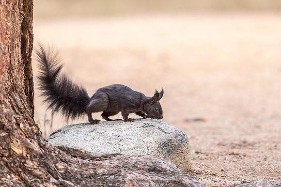 Aberts_squirrel_RMNP_2018_16