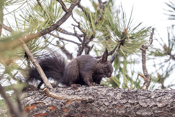 Aberts_squirrel_RMNP_2018_17
