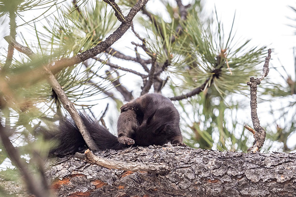 Aberts_squirrel_RMNP_2018_18