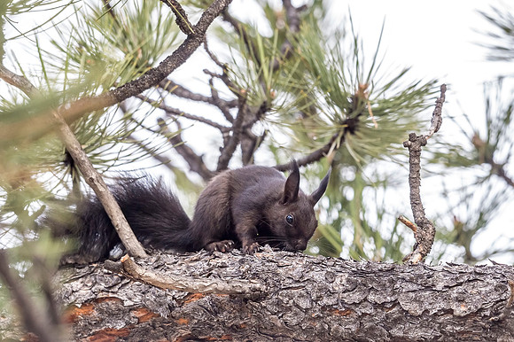 Aberts_squirrel_RMNP_2018_19