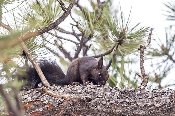 Aberts_squirrel_RMNP_2018_20
