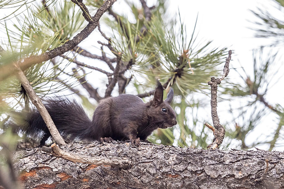 Aberts_squirrel_RMNP_2018_21