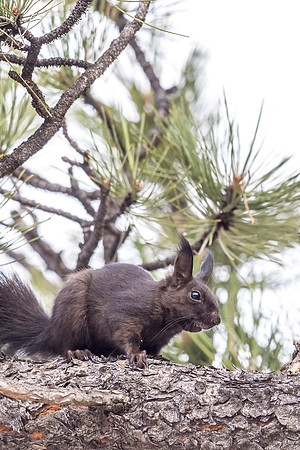 Aberts_squirrel_RMNP_2018_22