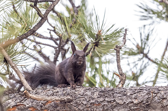 Aberts_squirrel_RMNP_2018_23