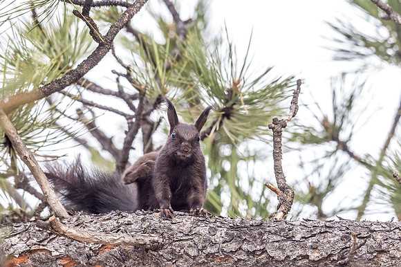 Aberts_squirrel_RMNP_2018_24