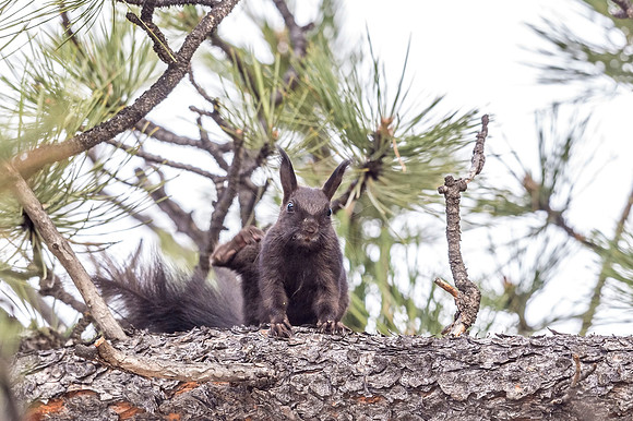 Aberts_squirrel_RMNP_2018_25