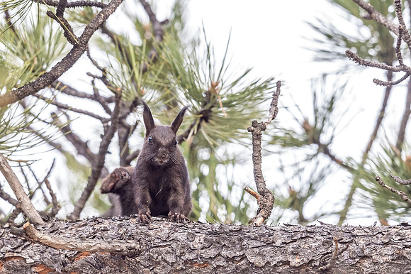 Aberts_squirrel_RMNP_2018_26