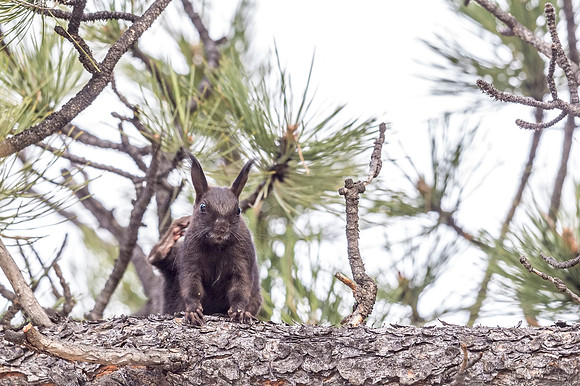 Aberts_squirrel_RMNP_2018_27