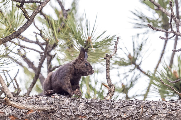 Aberts_squirrel_RMNP_2018_28