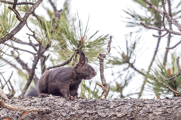 Aberts_squirrel_RMNP_2018_29