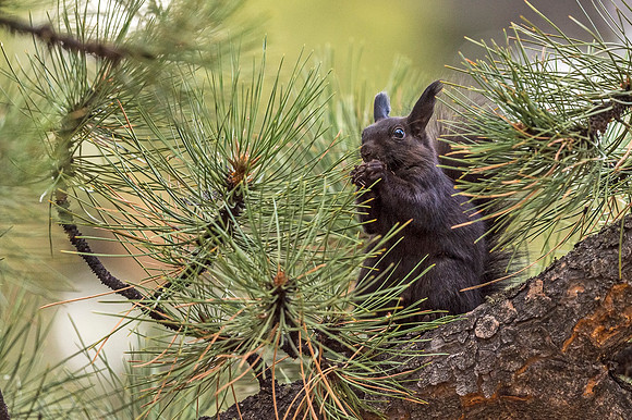 Aberts_squirrel_RMNP_2018_30