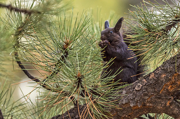 Aberts_squirrel_RMNP_2018_31