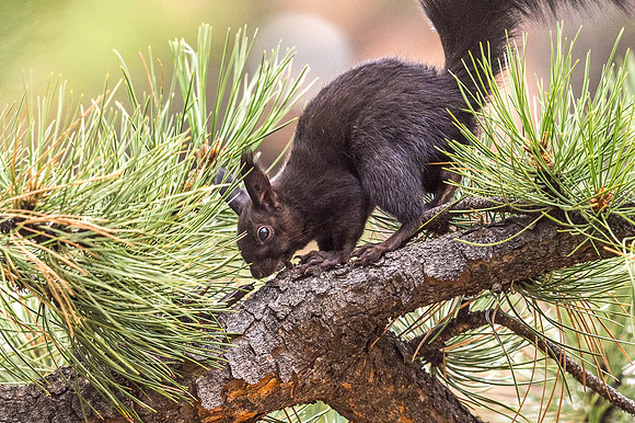 Aberts_squirrel_RMNP_2018_32