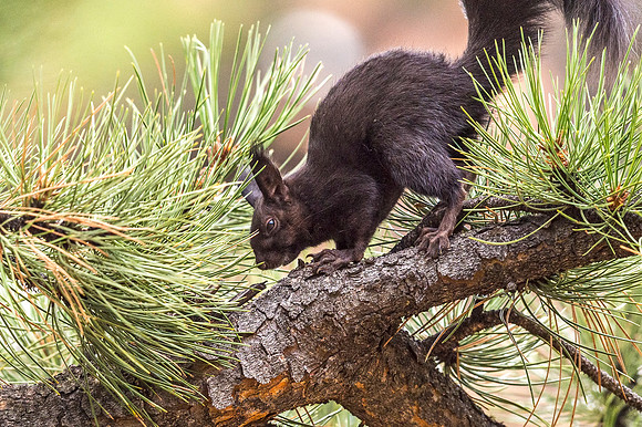 Aberts_squirrel_RMNP_2018_33