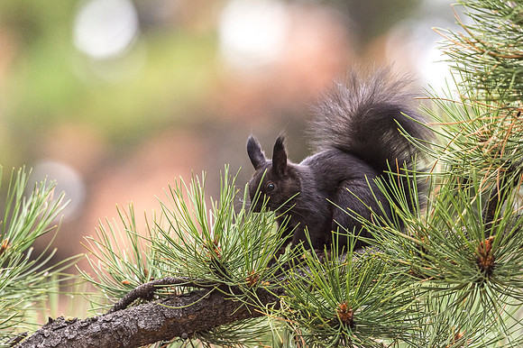 Aberts_squirrel_RMNP_2018_34