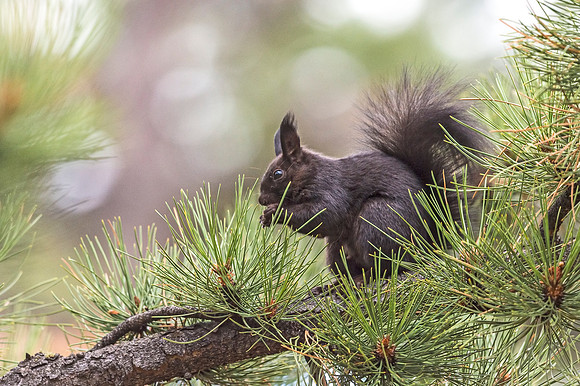 Aberts_squirrel_RMNP_2018_35
