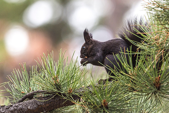 Aberts_squirrel_RMNP_2018_36