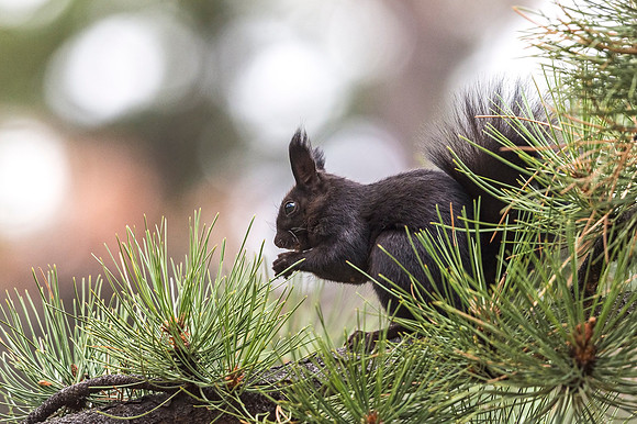 Aberts_squirrel_RMNP_2018_38
