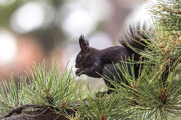 Aberts_squirrel_RMNP_2018_39