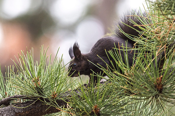 Aberts_squirrel_RMNP_2018_40