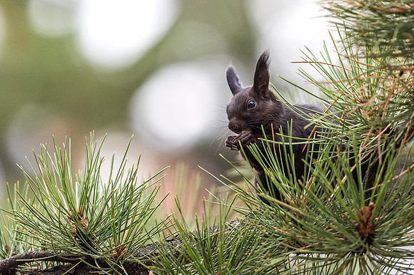 Aberts_squirrel_RMNP_2018_42