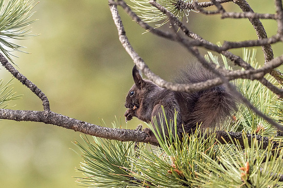 Aberts_squirrel_RMNP_2018_43
