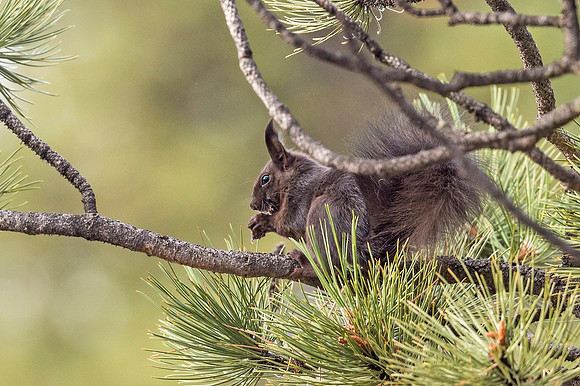 Aberts_squirrel_RMNP_2018_44