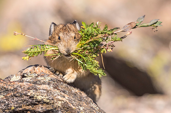 American_pika_RMNP_2018_6