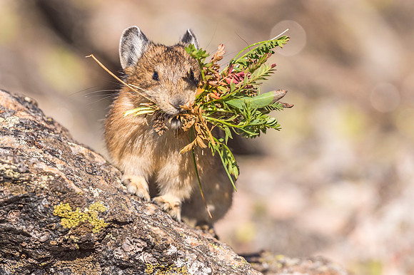 American_pika_RMNP_2018_7