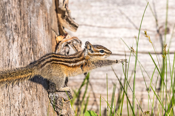 Colorado_chipmunk_RMNP_2018_1