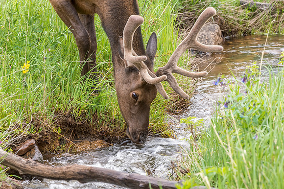 Elk_RMNP_2014_1