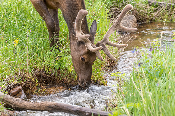 Elk_RMNP_2014_2