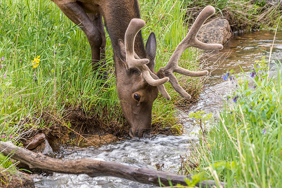 Elk_RMNP_2014_3