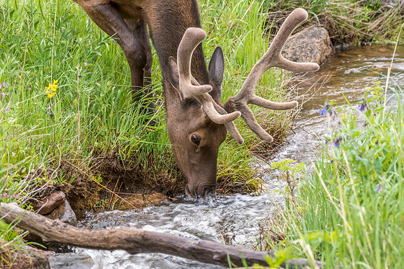 Elk_RMNP_2014_4