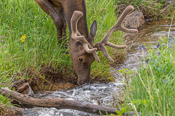 Elk_RMNP_2014_5