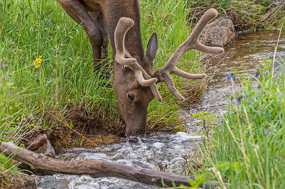 Elk_RMNP_2014_6