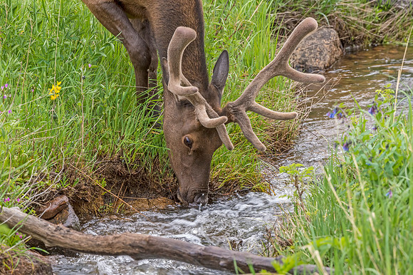 Elk_RMNP_2014_7