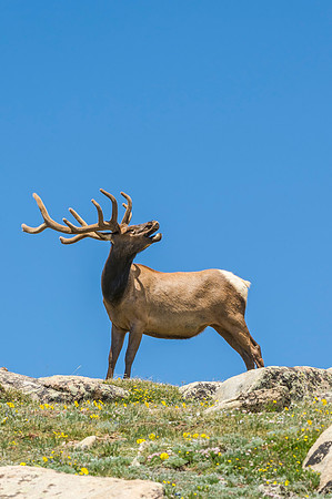 Elk_RMNP_2014_8