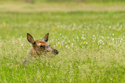 Elk_RMNP_2014_9