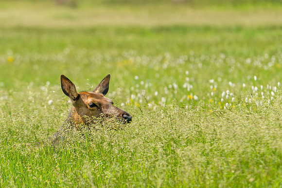 Elk_RMNP_2014_9