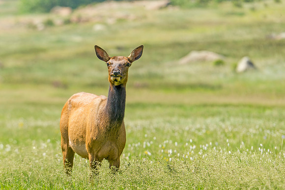 Elk_RMNP_2014_10