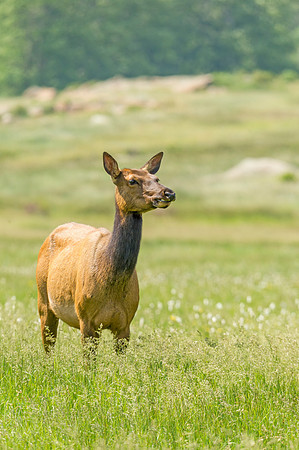 Elk_RMNP_2014_11
