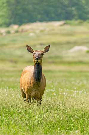 Elk_RMNP_2014_12