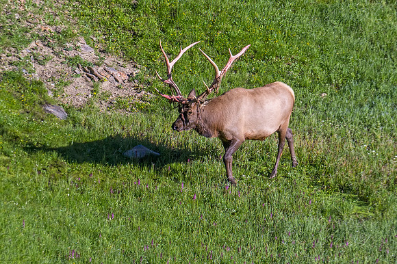 Elk_RMNP_2014_13