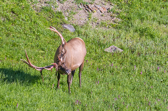 Elk_RMNP_2014_14