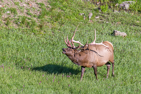Elk_RMNP_2014_15