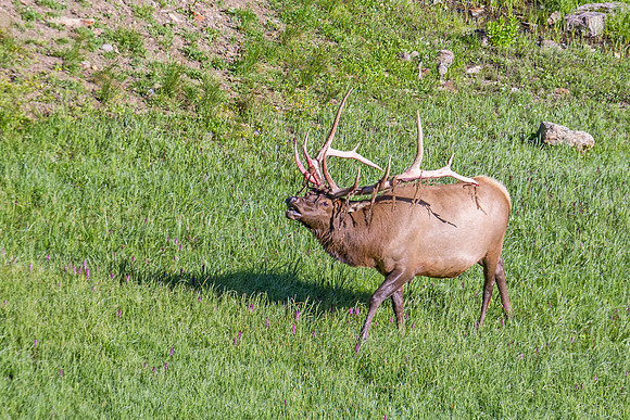 Elk_RMNP_2014_16