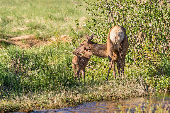 Elk_RMNP_2018_18